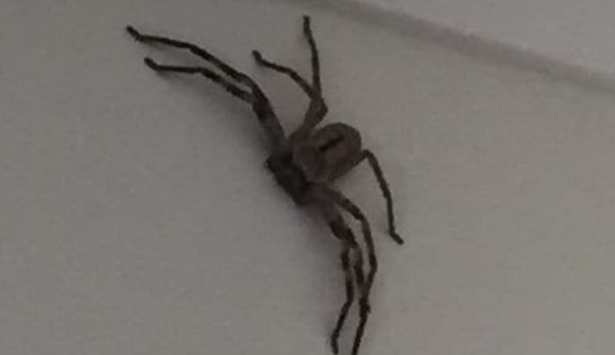 Hallaron a la espeluznante "madre de todas las arañas": inmune a todos los venenos | Curiosidades