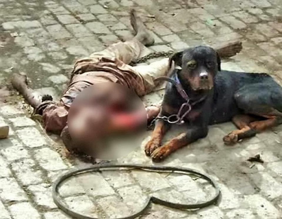 Horror en India: un rottweiler mató a un hombre y se comió parte de su cuerpo | Curiosidades