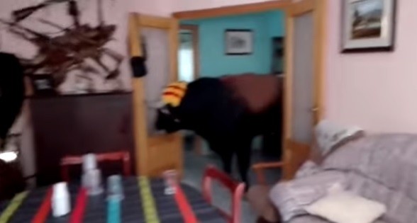 Video: Un toro se metió en el living de una casa en medio de una corrida en Valencia | Curiosidades