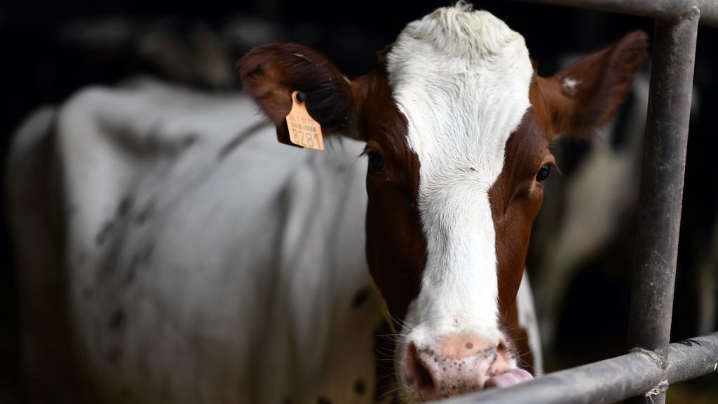 La historia del ganadero español que quiere regalar sus vacas porque "no le hacen caso" | Curiosidades
