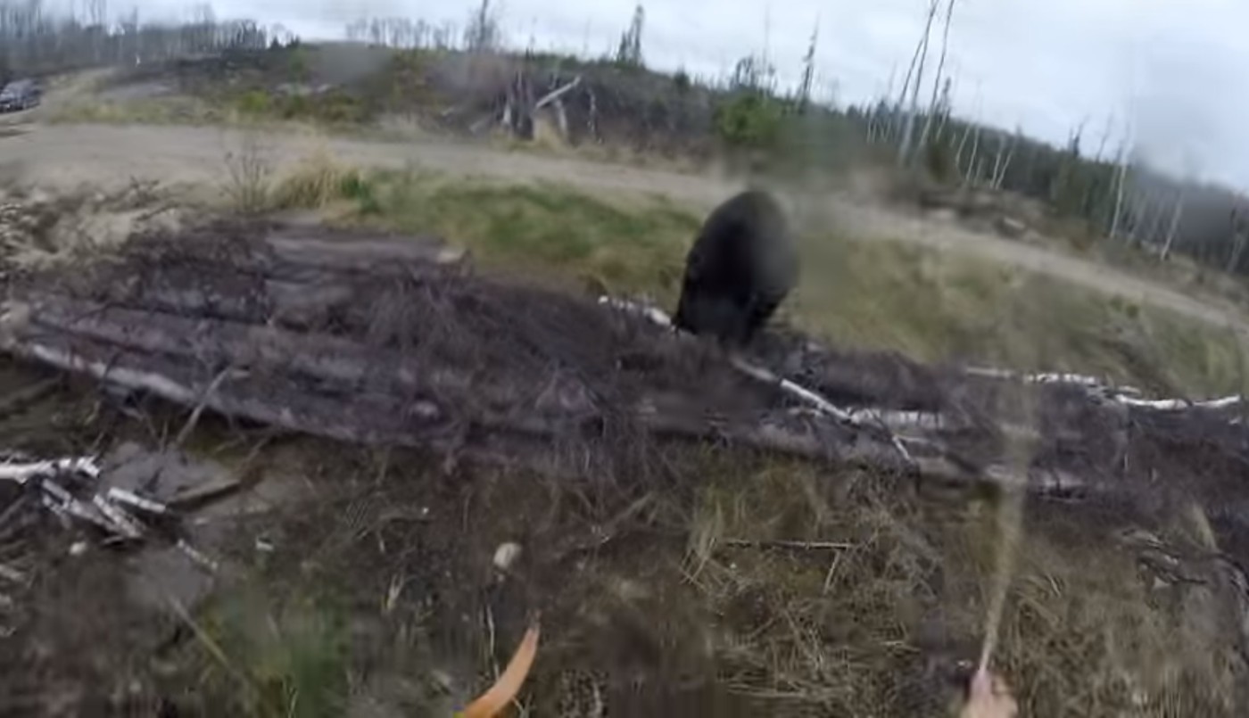 Video aterrador: un cazador grabó el momento en el que fue atacado por un oso salvaje | Internacionales