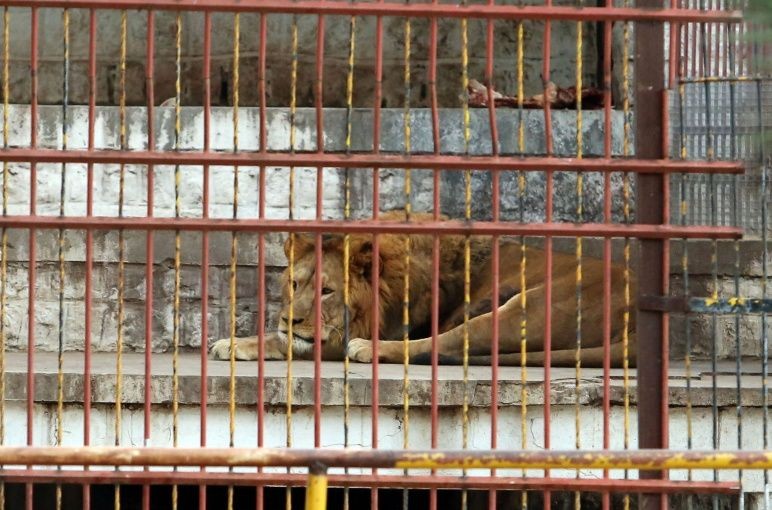 Autorizan el traslado a Estados Unidos de dos tigres y tres leones de Santiago del Estero | Actualidad