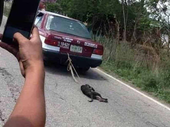 Video escándalo: así castigaron a un perro que se había comido un pollo | Curiosidades
