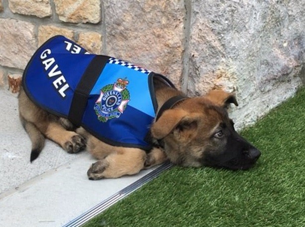 La policía expulsa a este perrito por ser demasiado tierno para la tarea | Curiosidades