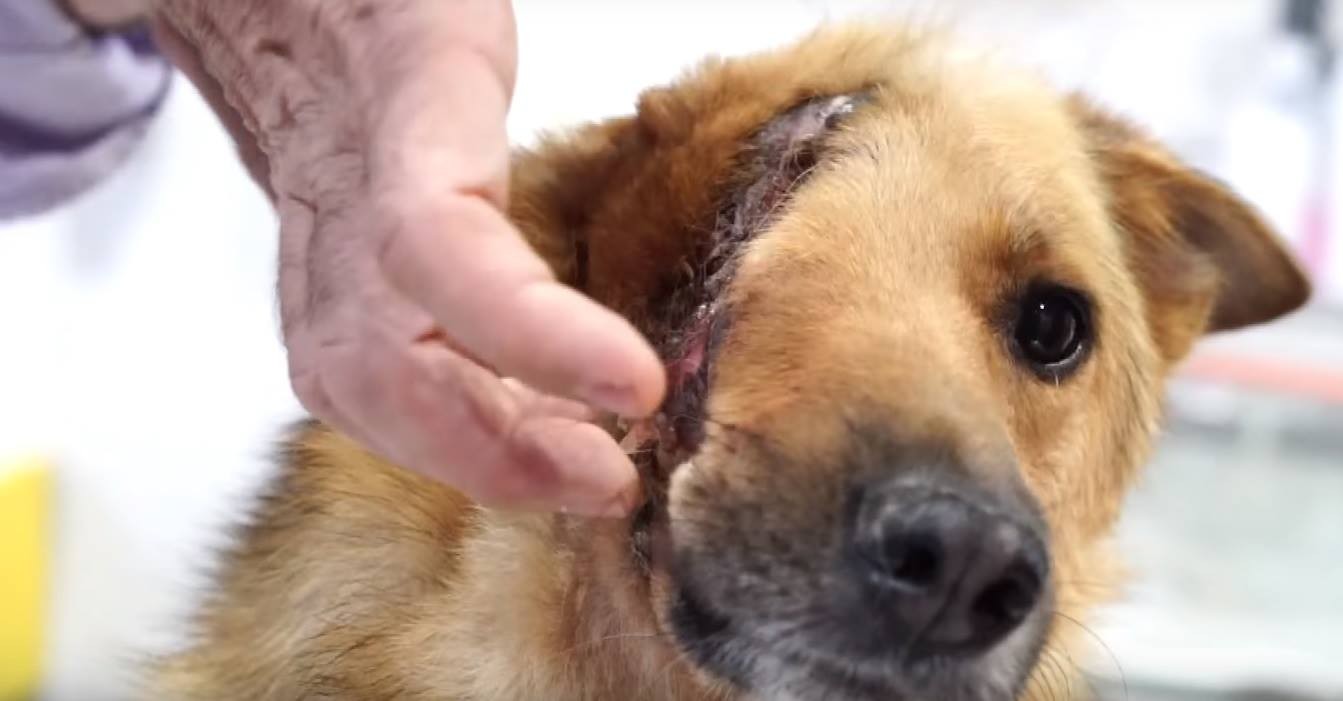 Piden ayuda para operar a Sky, el perro que sólo tiene medio cráneo | Curiosidades