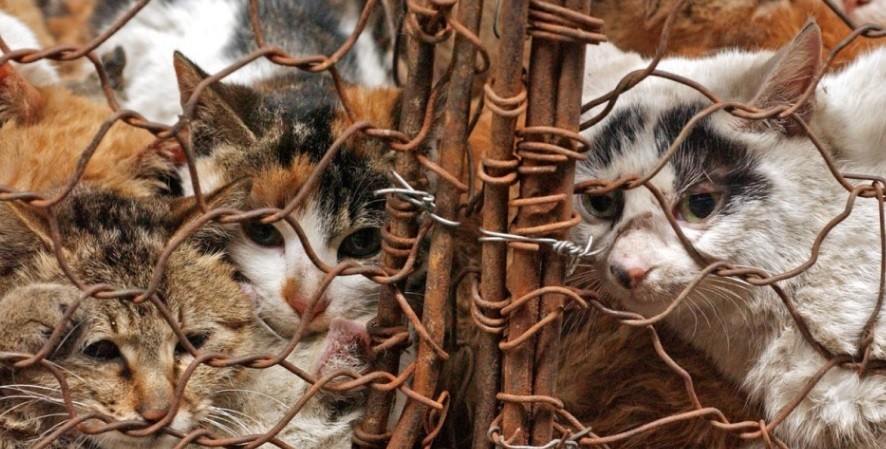 Rescataron a 500 gatos que iban a usar restaurantes en sus platos | Internacionales