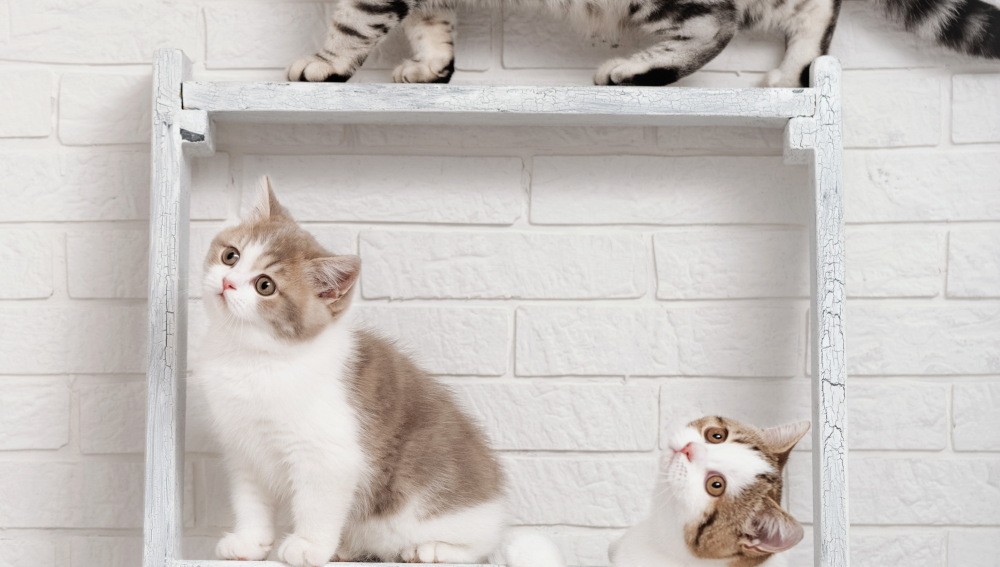 Alarma en Francia: buscan a un asesino serial de gatos | Curiosidades