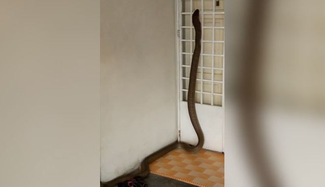 Impresionante: el VIDEO de una cobra real metiéndose en una casa en Malasia | Curiosidades