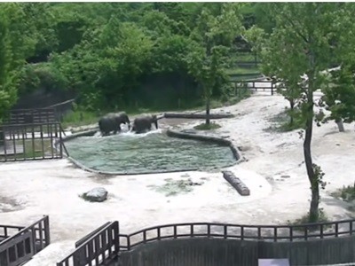 #EsViral Papás elefantes al rescate de su hijo | Redes