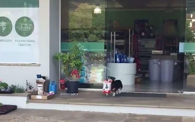 #EsViral El perro que va solo a buscar alimento a la tienda de mascotas | Redes