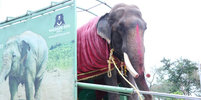 Video: liberaron a un elefante que estuvo 58 años encadenado como atracción turística | Redes