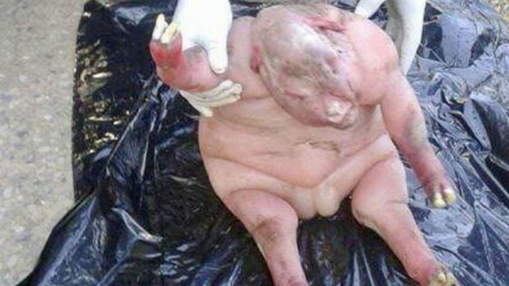 Resolvieron el misterio del "cordero-hombre" que causó pánico en Sudáfrica | Curiosidades