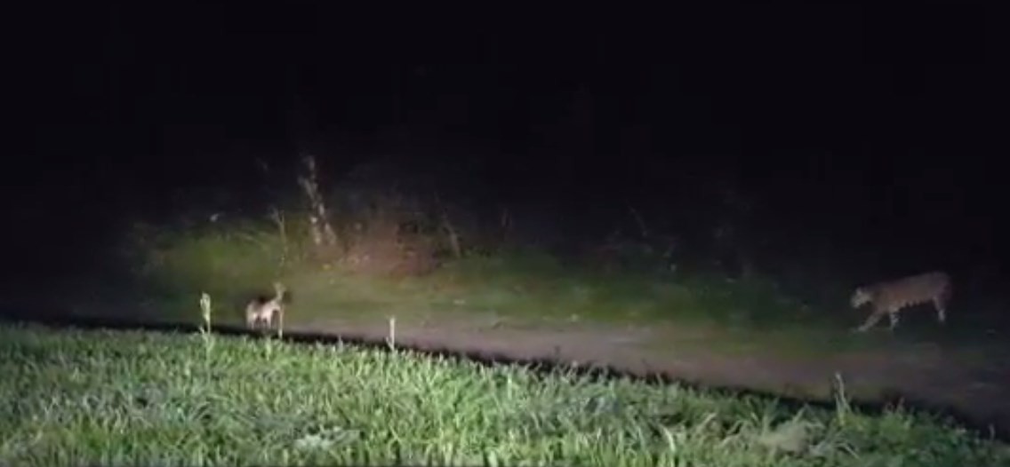 VIDEO: Un guía turístico filmó a un yaguareté intentando cazar a un zorro en las Cataratas | Redes