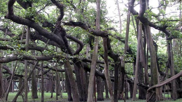 El misterioso bosque de la India formado por un sólo árbol | Curiosidades