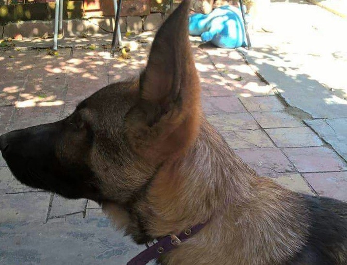 Roban a los bomberos un perro entrenado para la búsqueda de personas | Actualidad