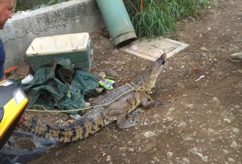Una familia tenía un cocodrilo como mascota | Internacionales