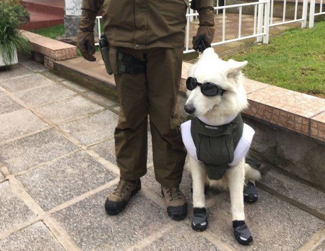 Los perros de la policía chilena llevarán un "uniforme" para pasar el invierno | Internacionales