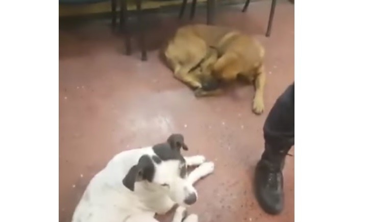 Oficial de policía hace dormir adentro de la comisaría a los perros de la calle para que no pasen frío | Redes
