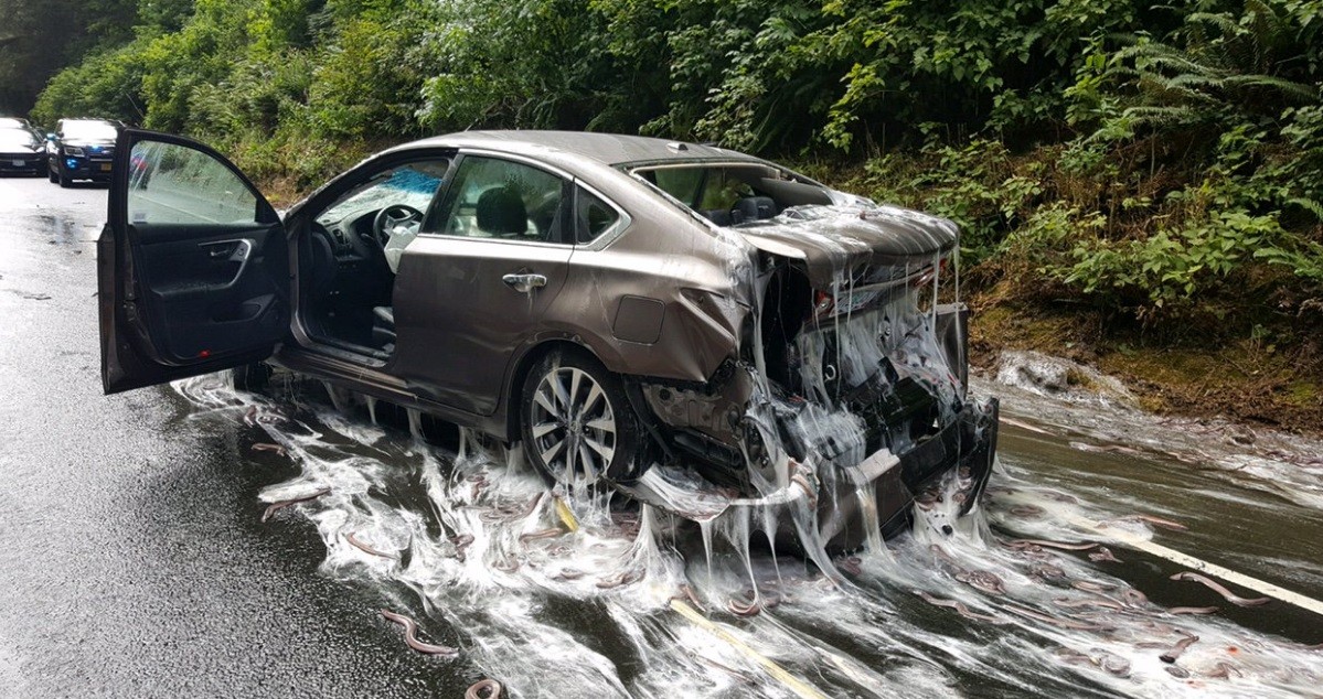 Fotos y video: anguilas salieron volando de un camión y así quedaron los autos en la ruta | Redes