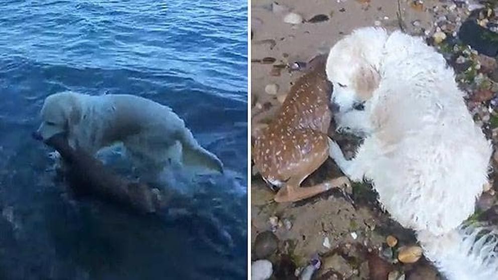 #EsViral El perro héroe que salva a un cervatillo que se estaba ahogando en un lago | Redes