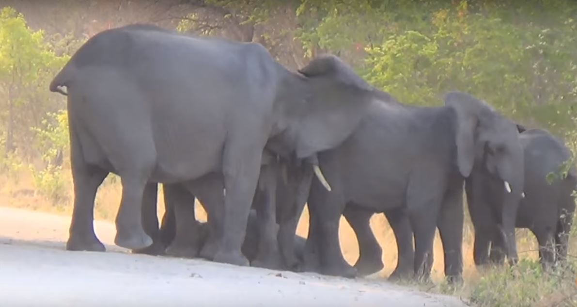 Video devastador: una mujer grabó a una manada de elefantes intentando revivir a una cría | Redes