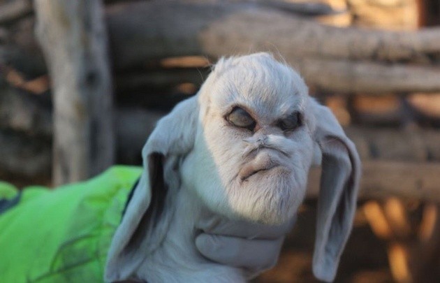 Sorpresa en San Luis: nació un cabrito con rasgos humanos | Curiosidades