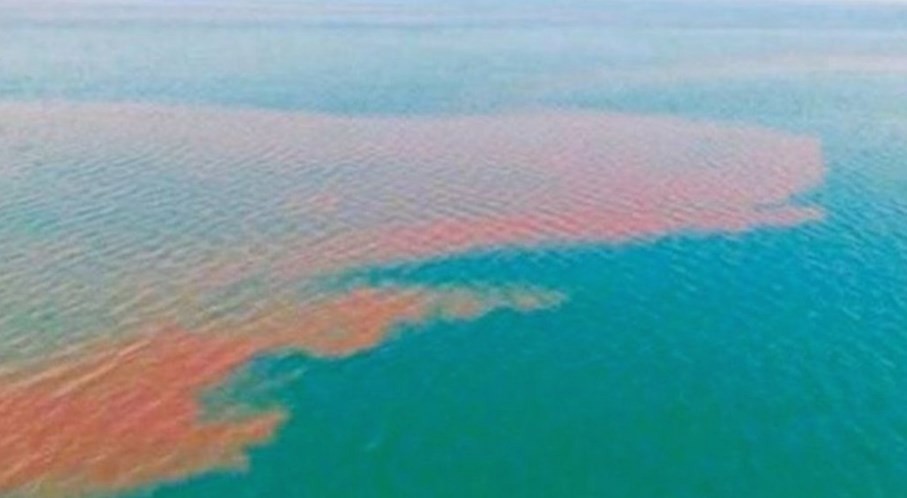 Algo huele mal: una mancha de excremento de 80 kilómetros cubrió parte de la costa de México | Internacionales