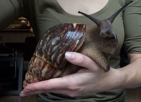 Sorpresa y terror en Estados Unidos por la aparición de un caracol gigante | Curiosidades