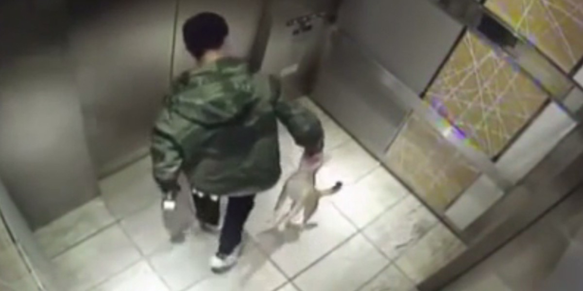 Una cámara captó la brutal golpiza de un hombre a su perro de 10 meses | Redes