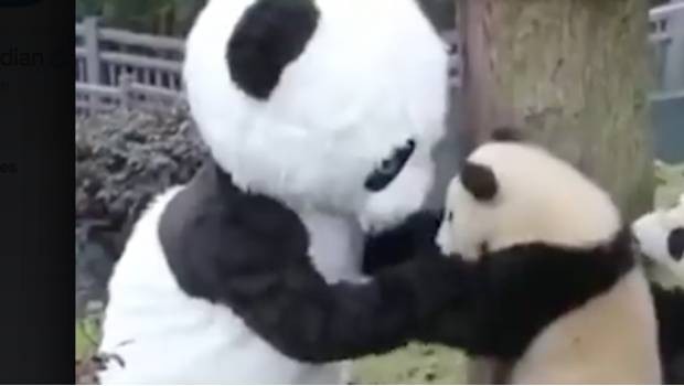 Elmejor trabajo del mundo: el hombre que se disfraza de panda para jugar con los osos bebés | Curiosidades