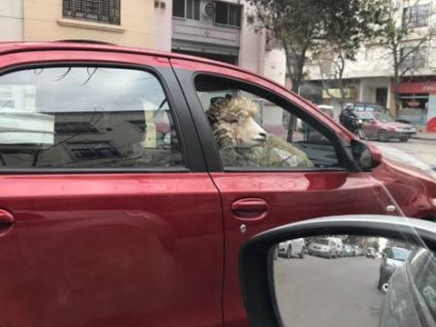 Misterio en Bahía Blanca: el hombre que pasea en su auto con una oveja | Actualidad