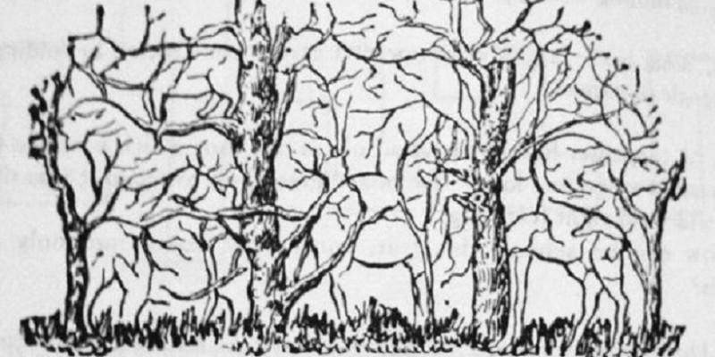 Desafío viral: ¿cuántos animales ves en esta imagen? | Redes