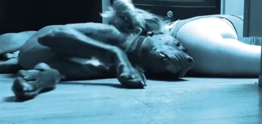 La historia de Colt, el perro que protege a su dueña en las crisis de epilepsia | Internacionales