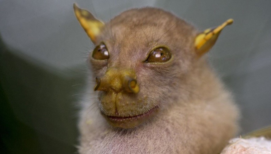 Descubren nueva especie a la que apodan "Yoda" | Internacionales