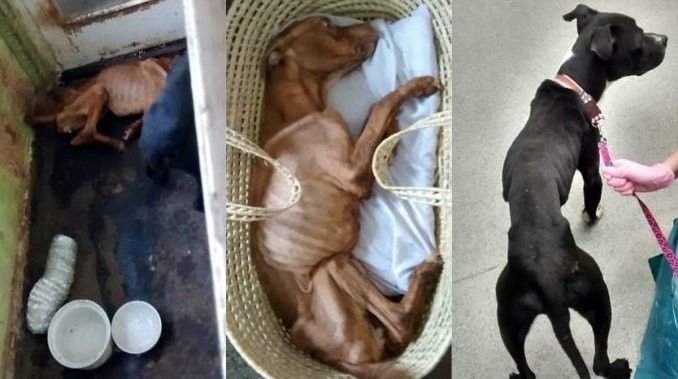 Horror en Inglaterra: condenaron a un hombre por matar de hambre a sus perros | Redes