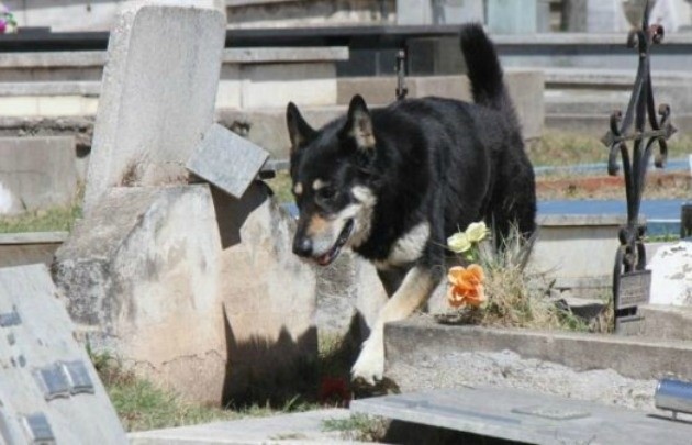 La historia de "Capitán", el perro que vive hace diez años junto a la tumba de su dueño | Actualidad