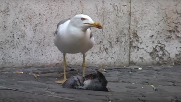 El brutal video de una gaviota que devora una paloma que se hizo viral | Redes