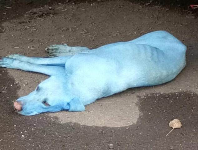 India: el misterio de los perros azules | Redes