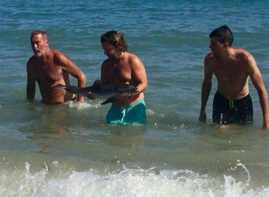 España: denuncian que murió una cría de delfin tras el acoso de turistas | Redes