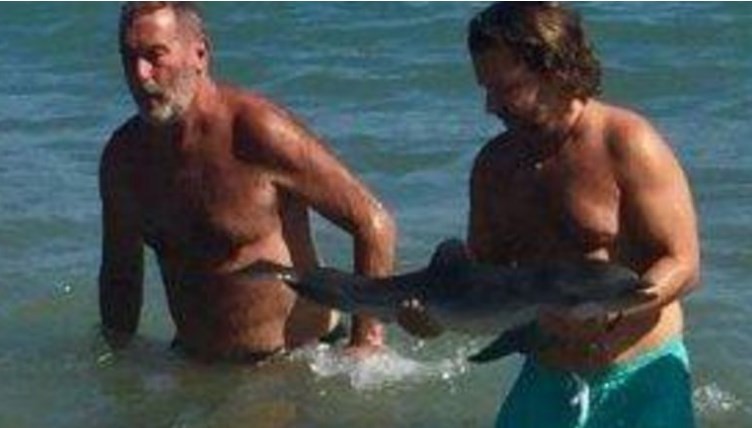 Murió una cría de delfín que llegó hasta una playa de España y fue acosada por turistas | Redes