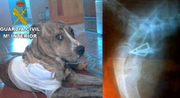 Maltrato animal: le disparó con un arco de caza al perro de su vecina que entró a su propiedad | Internacionales