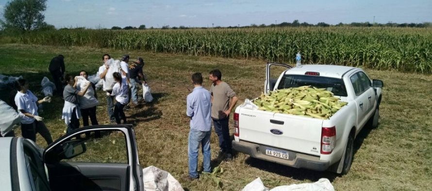 Estudiantes cosecharon 80.000 choclos para donar al Banco de Alimentos de Rosario | Actualidad