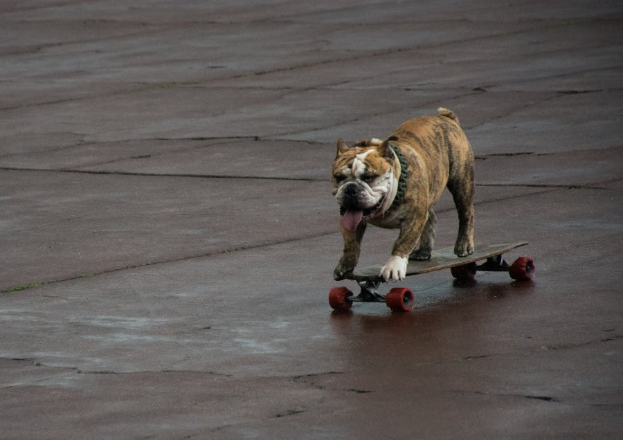 La historia de Logan, el perro skater que es furor en la Universidad de México | Curiosidades