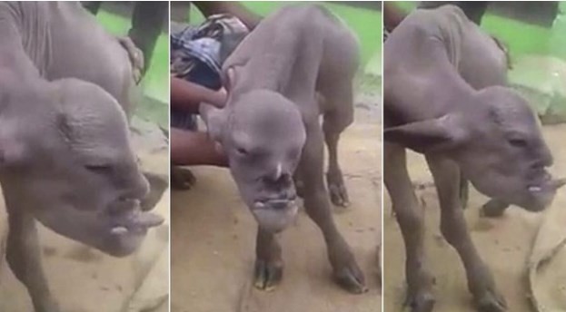 Video: la cabra mutante con rostro humano que aterroriza a la India | Redes