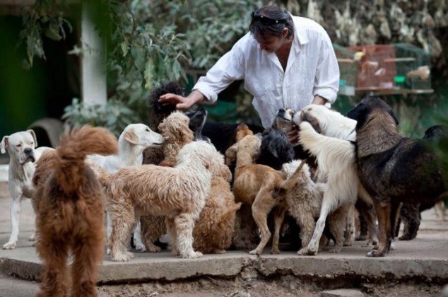 Disponen la creación de cuchas públicas para unos 30.000 perros abandonados | Actualidad