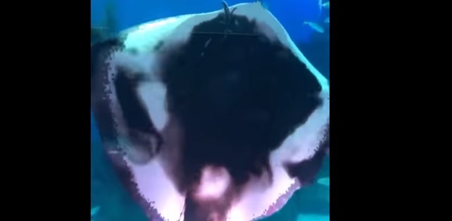 Una raya gigante se comió a un calamar y generó pánico en un acuario | Redes