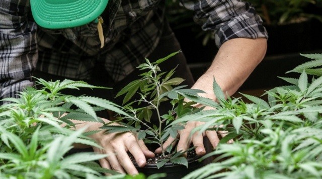 Salta: Crean un Comité de Supervisión del Uso Medicinal del Cannabis | Actualidad