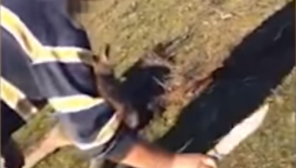 Horror en Australia: grabaron a un hombre torturando y apuñalando a un canguro | Internacionales