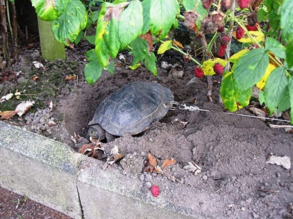Denunciados por taladrar el caparazón de su tortuga para atarla e irse de vacaciones | Curiosidades