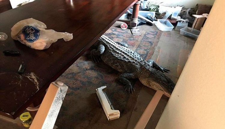 Tras el paso dle huracán Harvey, un hombre encontró un enorme cocodrilo en su living | Internacionales